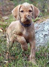 Check spelling or type a new query. 22 Wirehaired Vizsla S Ideas Wirehaired Vizsla Vizsla Dogs