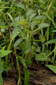 Image result for Amaranthus thunbergii