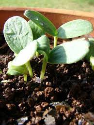 Pin On Gardening