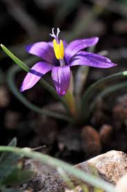 Image result for Romulea camerooniana
