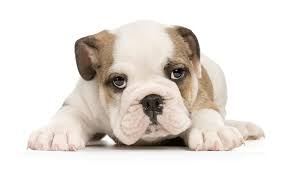 Maybe you would like to learn more about one of these? Dogs Animal Refuge League Of Greater Portland Maine Animal Shelter