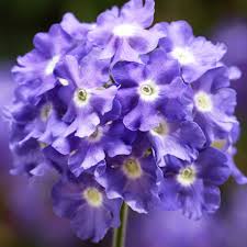 Verveine Lanai Sky Blue Fleurs Couleur Bleu En 2020 Verveine Retombante Fleur Jardiniere Verveine