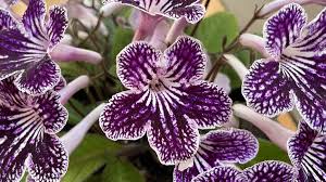 Image result for Streptocarpus glandulosissimus
