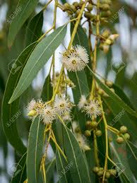 Close Up Of Eucalyptus Flower. (Eucalyptus Globulus Labill.) Stock Photo,  Picture And Royalty Free Image. Image 83416933.