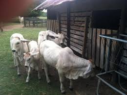 Heifers in prime condition and 2 are ready to take bull. Bonsmara Brahman And Nguni Cattle For Sale In South Africa On Engormix Ref 36594