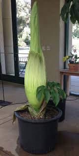 Though it's only native to indonesia, the corpse flower has been successfully cultivated in greenhouses around the world, where the rare occasion of blooming causes a surge in visitors anxious to get a good look (and a reluctant whiff) of the oddity. Corpse Flower Bagsc News