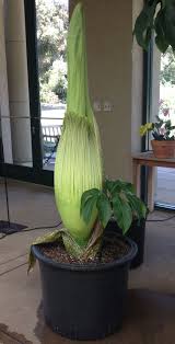 About 163 results (0.65 seconds). Corpse Flower Bagsc News