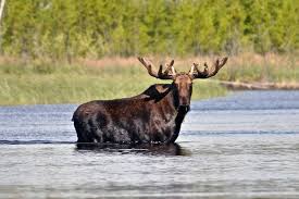 Petition · Call Multiple Moose Meese - United States · Change.Org