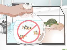 كيفية الرعاية بالسلاحف صور توضيحية Wikihow