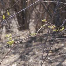 Image result for Cissus cornifolia