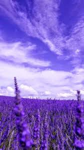 Expand full story wallpapers stories april 14 40 Stunning Purple Wallpaper Iphone Aesthetic Backgrounds Free Download