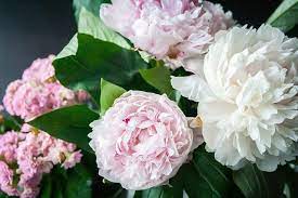 La descrive molto simile alle rose, ma senza spine e con fiori . Fiori Simili Alle Rose Che Piante Sono Le Peonie Come Coltivarle Pensieri Fatti A Mano