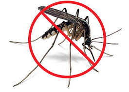 Cats don't do well with essential oils. Mosquitos Beware Outdoor Oils For Pest Control Gardening