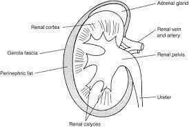The renal pelvis is the location of several kinds of kidney cancer. Kidney Renal Pelvis And Ureter Springerlink