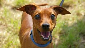 Data from hundreds of animal shelters in the us and canada. Pasadena Pet Adoption Pro Activity Results In New Facility