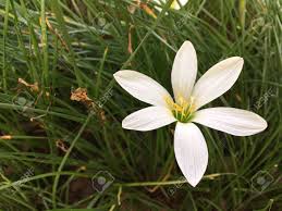 Image result for Zephyranthes minuta