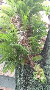 Image result for Drynaria