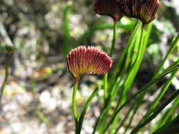 Image result for Schizaea