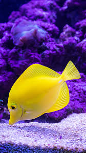 Beautify your iphone with a wallpaper from unsplash. Yellow Fish Wallpaper Iphone Kolpaper Awesome Free Hd Wallpapers