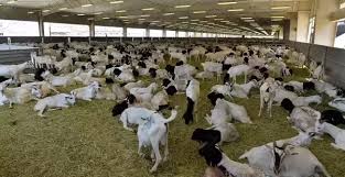 Bakra eid qurbani / eid ul adha noor wala aya hai via noorwala.wordpress.com. What Happens To The Meats Of Those Animals Which Are Sacrificed During The Hajj Quora