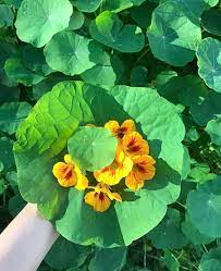 We did not find results for: I Found This Giant Nasturtium Leaf In The Park Normal Size Leaves And Flowers For Comparison Gardening