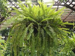 Boston fern plant in 10 in. Boston Fern Care Growing Beautiful Boston Fern Houseplants Garden Lovers Club