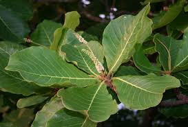 Image result for Terminalia phanerophlebia