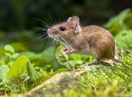 Eine Maus Artgerecht Als Haustier Halten Zooroyal Magazin