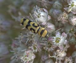 Longicorne Le Chlorophore Soufre Chlorophorus Varius Niche Dans Le Bois Mort Dany Rth Dans Notre Jardin Dans Les Landes Juin 2019 En 2020 Insectes Jardins