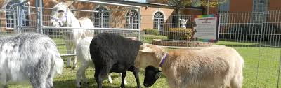 Bouncy house, lots of food, a motorized kid tractor and our petting zoo made for a fun filled day!￼￼. Mobile Petting Zoo A One Of A Kind Petting Zoo Dallas Fort Worth