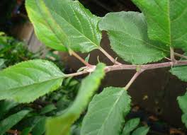Grow An Apple Tree From Seed In Singapore