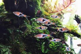 10 Best Aquarium Fish For Beginners Easy Fish For Freshwater Tanks Aquarium Co Op
