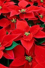 Christmas Iphone Wallpaper Tjn Poinsettia Flower Flowers Poinsettia