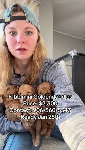 11 Adorable F1bb Mini Goldendoodles for Sale in Michigan