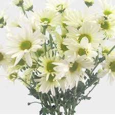 We did not find results for: Pompon Daisy White Flower Wholesale Blooms By The Box