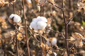 This is a particular problem, since many housing tracts in the southwest are located on old cotton or alfalfa fields. Benefits Of Cotton Burr Compost Using Cotton Burr Compost As Mulch In Gardens