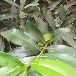 Image result for Warburgia ugandensis