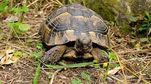 Acest exemplar de broasca testoasa este printre cel mai cunoscut si iubit de crescatorii de testoase si. È›estoasa De Uscat DobrogeanÄƒ Descopera Delta Dunarii