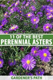 Evergreen jobs are a position at your organization that are always open, either because they how to select for evergreen jobs? 11 Of The Best Perennial Asters For Late Summer Color Gardener S Path