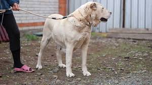 The central asian shepherd dog, also known as the alabay or alabai, is a livestock guardian dog breed. Utush Central Asian Shepherd Dog Utush Youtube