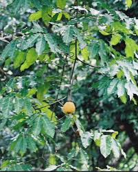 Image result for Landolphia owariensis