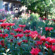 Maybe you would like to learn more about one of these? What To Plant To Keep Rabbits Away Better Homes Gardens
