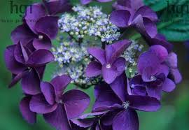 Hydrangea Serrata Bluebird Hydrangea Serrata Hydrangea Shrub Purple Flowers