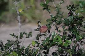 Image result for Putterlickia verrucosa