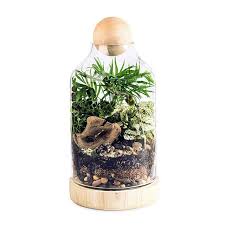 The Lucky Gardener Diy Terrarium Kit Terrarium Diy Terrariums Kits Diy Terrarium Kit