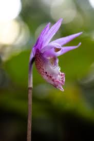 Image result for Bulbostylis sp.no.6