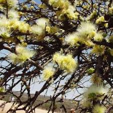Image result for Albizia anthelmintica