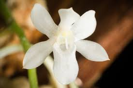 Image result for Aerangis