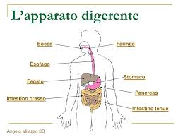 Il tubo digerente e le ghiandole. Ppt L Apparato Digerente Powerpoint Presentation Free Download Id 5957330