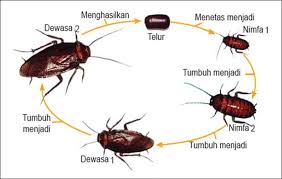 Metamorfosis sempurna mengalami fase pupa sedangkan metamorfosis tidak sempurna tidak mengalaminya. Pengertian Metamorfosis Tidak Sempurna Ciri Tahapan Dan Contohnya Pelajaran Sekolah Online